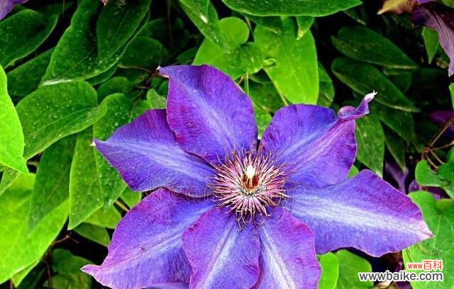 香堇花代表什么？花语含义及常见问题解答？