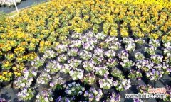 香堇花代表什么？花语含义及常见问题解答？