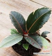 橡皮树的象征意义是什么？如何正确养护以保持其象征意义？