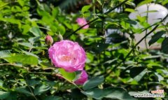 解读蔷薇花的文化内涵，了解蔷薇花背后的故事 蔷薇花的象征与寓意