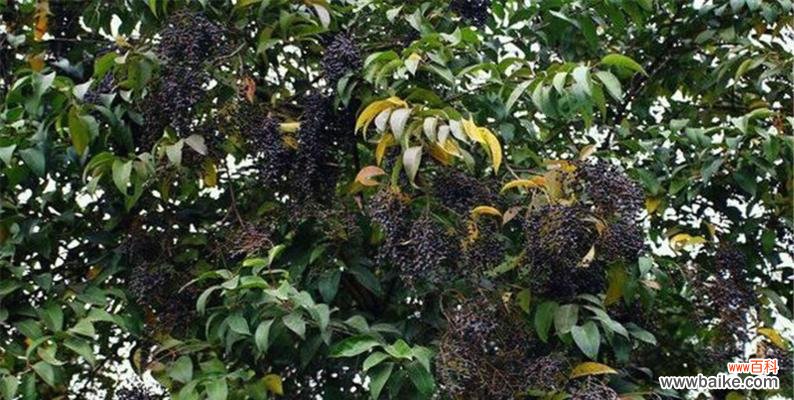 探秘女贞子的神秘寓意与象征 女贞子的花语