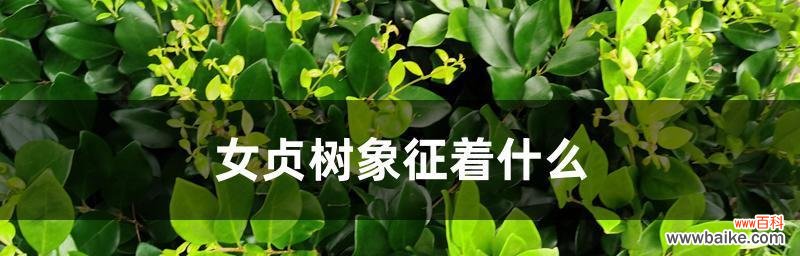 探秘女贞子的神秘寓意与象征 女贞子的花语