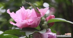 探究木槿花的文化内涵 木槿花花语代表了什么？