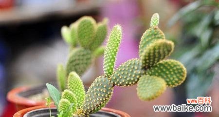 解析仙人掌花的含义与象征,让你了解更多 探秘仙人掌花的花语