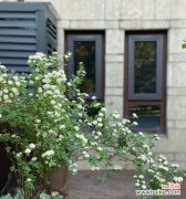 解读绣线菊的神秘花语，探寻花朵的内涵 绣线菊的花语与意义