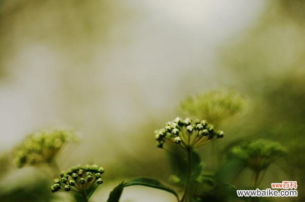 解读绣线菊的神秘花语,探寻花朵的内涵 绣线菊的花语与意义