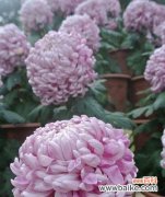 菊花的花语、文化与象征意义 菊花花语与文化