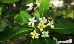 传承千年，寓意美好 海棠花花语