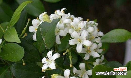 传承千年,寓意美好 海棠花花语