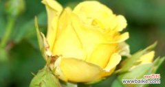 探究黄玫瑰所代表的含义 黄玫瑰的花语