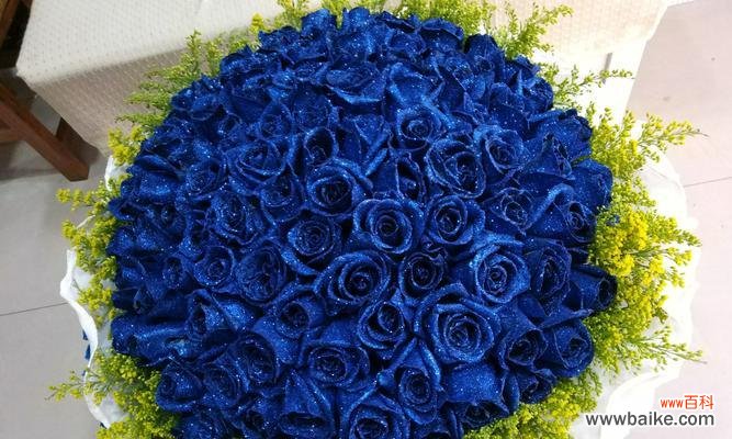 探寻蓝色妖姬的神秘之美 蓝色妖姬图片和花语