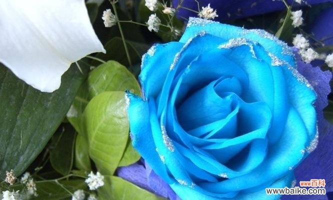 探寻蓝色妖姬的神秘之美 蓝色妖姬图片和花语