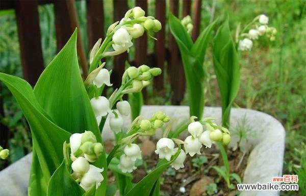 纯洁、敬爱、执着 花开花落铃兰香——浅析铃兰花的寓意