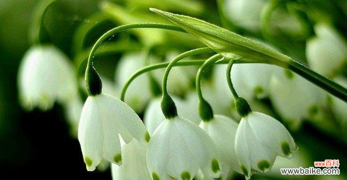 纯洁、敬爱、执着 花开花落铃兰香——浅析铃兰花的寓意