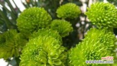 传递希望和快乐的花朵 小雏菊的花语