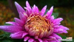 带来好运的花朵大揭秘 花开好运，幸福相随