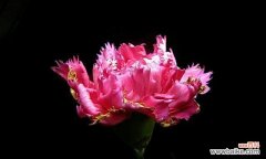 恭喜的花语给你带来好运和幸福 花语中的恭喜之花——传递喜庆与祝福