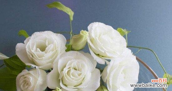 以花言巧语迎接新的开始 欢迎之花