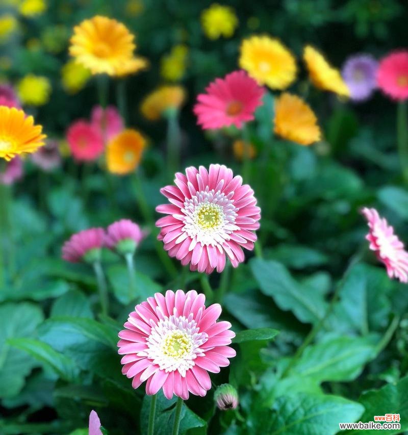 用花朵传递积极向上的力量 积极向上的花语