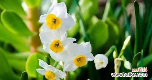 以表示敬意的花朵和花语 花语传递敬意