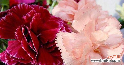 以表示敬意的花朵和花语 花语传递敬意