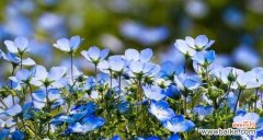 在花语中感受救赎的力量 花语之光