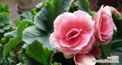 用花语传递欢乐 花开为笑