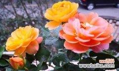 以花为媒介 拒绝的花