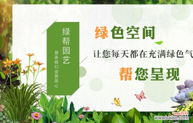 上海绿拓园艺:从事花卉租赁、植物租赁零售