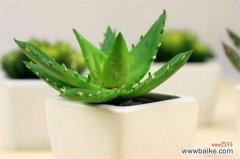 上海绿植租赁养护多肉植物的要点有哪些