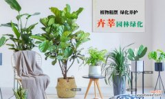 上海卉莘园林：中大型绿植租赁服务商