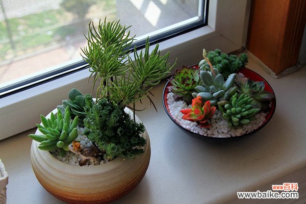 上海金荷园艺:绿化植物租摆解