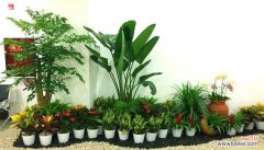 植物出租的业务领域及色彩搭配方法