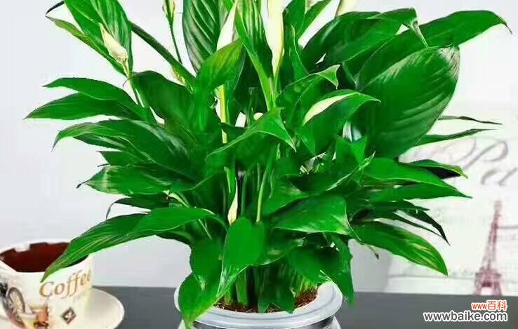 杭州首创园艺：专业从事杭州植物租摆