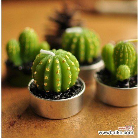 绿博园艺:杭州花卉租赁、绿植出租