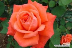 北京市花是什么？北京市市花是月季