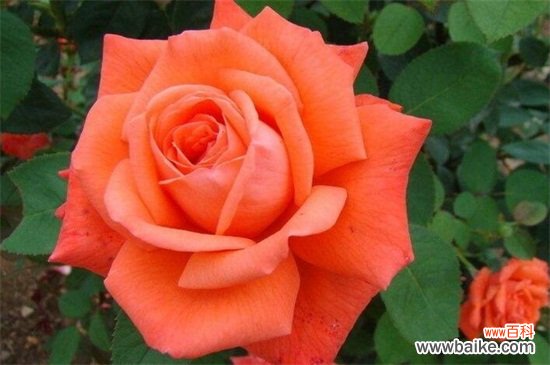 北京市花是什么?北京市市花是月季