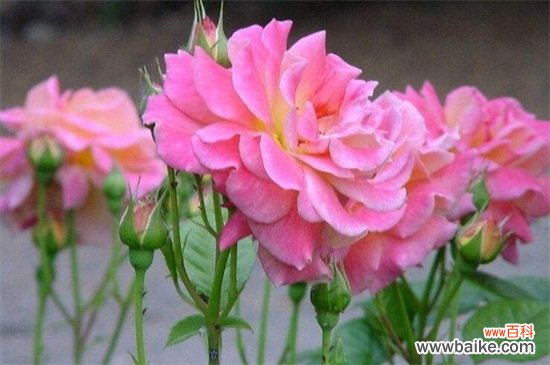 北京市花是什么?北京市市花是月季