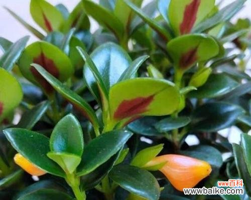 小金鱼吊兰花的寓意是什么？如何养护才能茁壮成长？