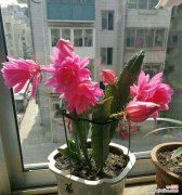 小令箭荷花花语的含义及常见问题解答？