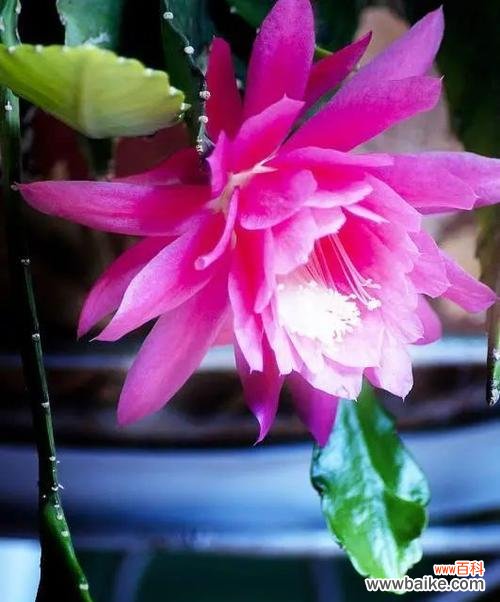 小令箭荷花花语的含义及常见问题解答?