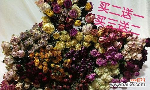 小玫瑰的寓意是什么意思？如何正确理解小玫瑰的象征意义？