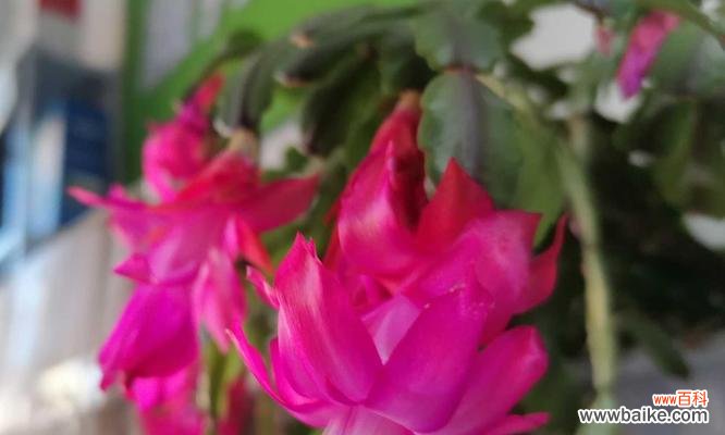 蟹爪兰花语什么时候嫁接最佳？嫁接步骤与注意事项是什么？