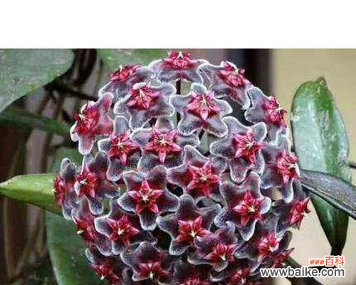 心形球兰花语的含义和常见问题解答？