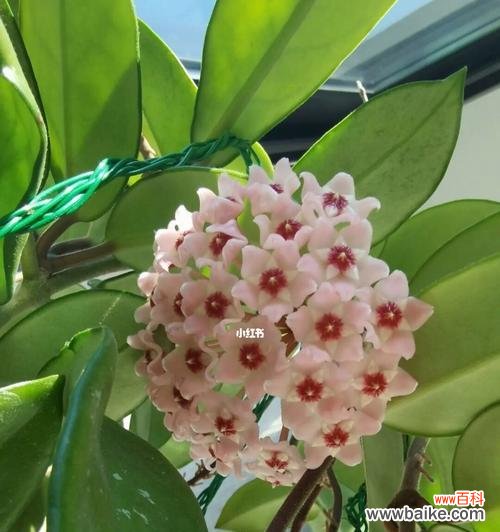 心形球兰花语的含义和常见问题解答？