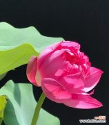 荷花的花语是什么？如何用荷花表达情感？