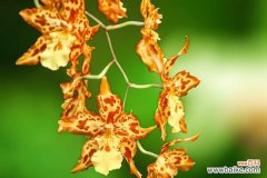 洋兰花代表什么作用？如何正确养护以发挥其功效？