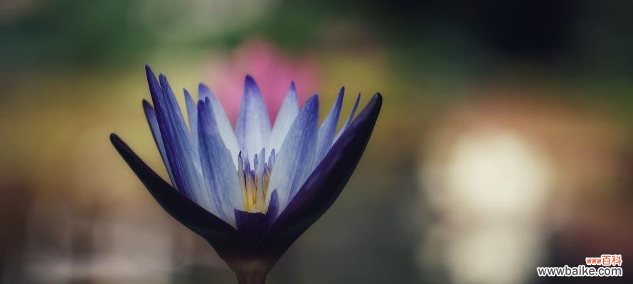 延药睡莲花语有哪些含义？