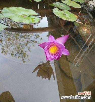 延药睡莲花语有哪些含义？