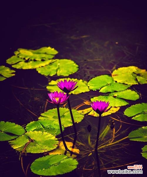 延药睡莲花语有哪些含义？